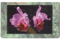 TK102 - Telefonní karta ČR Telecom - Orchidej Cattleya cv. Irene Holguin (04/01.98/50 200Kč)