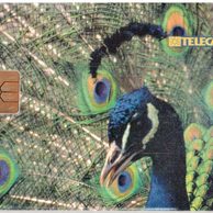 TK252 - Telefonní karta ČR Telecom - Páv (39/08.98/50 150Kč)