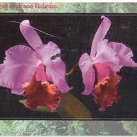 TK102 - Telefonní karta ČR Telecom - Orchidej Cattleya cv. Irene Holguin (04/01.98/50 200Kč)