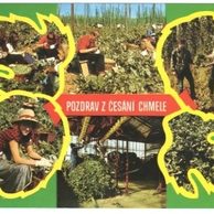 F 41499 - Pozdrav z česání chmele