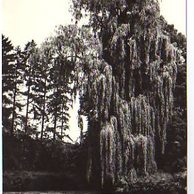 E 36809 - Mšené - lázně 