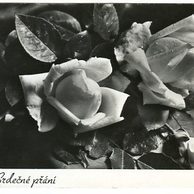 E 38314 - Srdečné přání