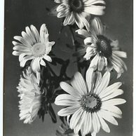 E 38317 - Srdečné přání