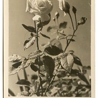 D 38333 - Srdečné přání