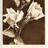 D 38336 - Srdečné blahopřání k jmeninám