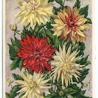 C 38351 - Srdečné blahopřání k narozeninám