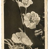 D 38359 - Srdečné blahopřání