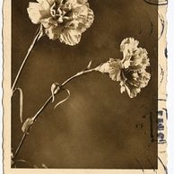 D 38364 - Srdečné blahopřání k jmeninám