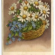 C 38361 - Srdečné blahopřání k narozeninám