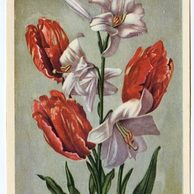 C 38369 - Srdečné blahopřání k jmeninám