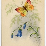 C 38371 - Srdečné blahopřání k jmeninám