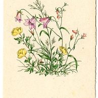 C 38508 - Ať žije Anna