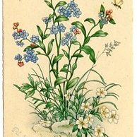 C 38507 - Ať žije Anna