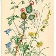 C 38515 - Srdečné blahopřání k jmeninám