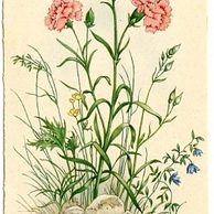 C 38511 - Ať žije Anna