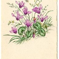 C 38512 - Srdečné blahopřání k jmeninám