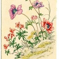 C 38517 - Ať žije Anna