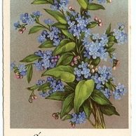 C 38543 - Srdečné blahopřání k narozeninám