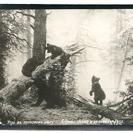 D 39808 - Ivan Ivanovič Šiškin - Jitro v sosnovém lese