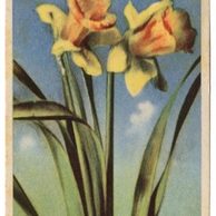 C 43139 - Srdečné přání