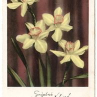 C 43485 - Srdečné blahopřání 