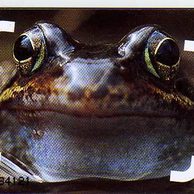 Telefon.karta č.273