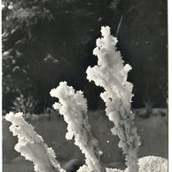 D 54923 - Radostné Vánoce a Nový rok