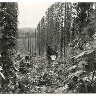 E 55093 - Pozdrav z česání chmele