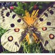 Telefon.karta/ČR/ č.112