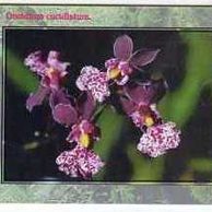 Telefon.karta/ČR/ č.131