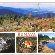 F 49601 - Böhmerwald