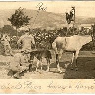 B 49857 - Oldřich Ries kupuje koně