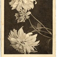 D 52199 - Srdečné blahopřání k narozeninám