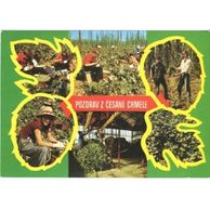 F 41499 - Pozdrav z česání chmele