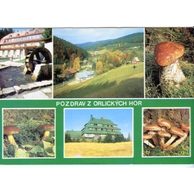 F 41041 - Orlické hory 