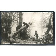 D 39808 - Ivan Ivanovič Šiškin - Jitro v sosnovém lese