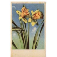 C 43139 - Srdečné přání