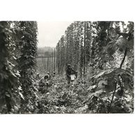 E 55093 - Pozdrav z česání chmele