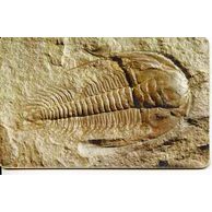 Telefon.karta/ČR/ č.150