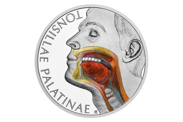 Stříbrná mince Lidské tělo - Lymfatická soustava - Krční mandle proof (ČM 2026) 