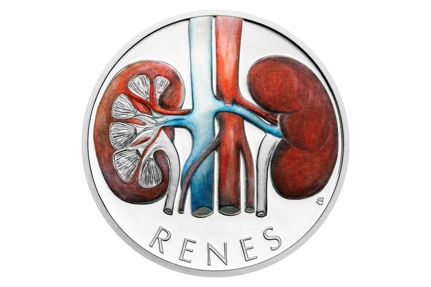 Stříbrná mince Lidské tělo - Močopohlavní soustava – Ledviny proof (ČM 2025) 