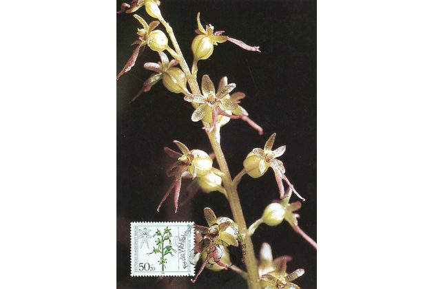 9/1984/Cartes Maximum/Berlín