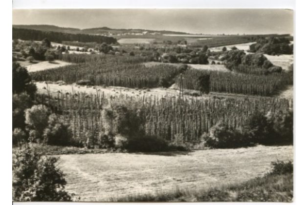 E 42538 - Pozdrav z česání chmele