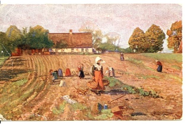 C 39902 - R. Balcke - Na bramborách