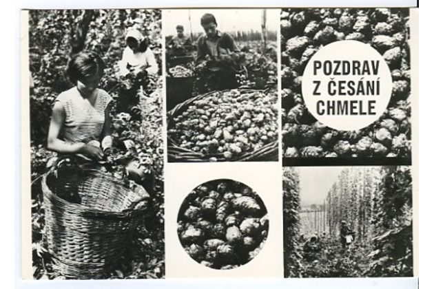 E 40715 - Pozdrav z česání chmele