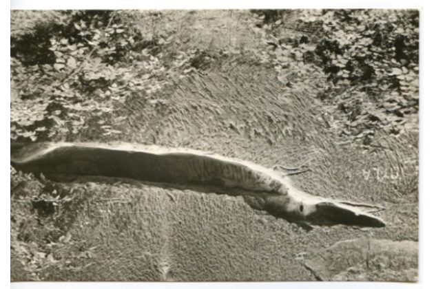 E 42395 - Český Ráj