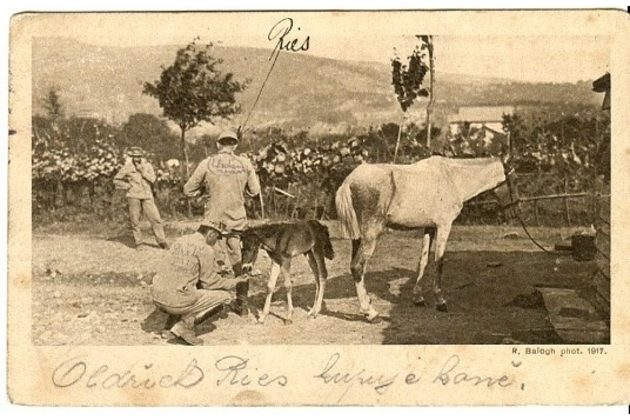 B 49857 - Oldřich Ries kupuje koně